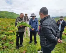 关于CLG血洗HKA，Bin三分雨点燃全场的信息