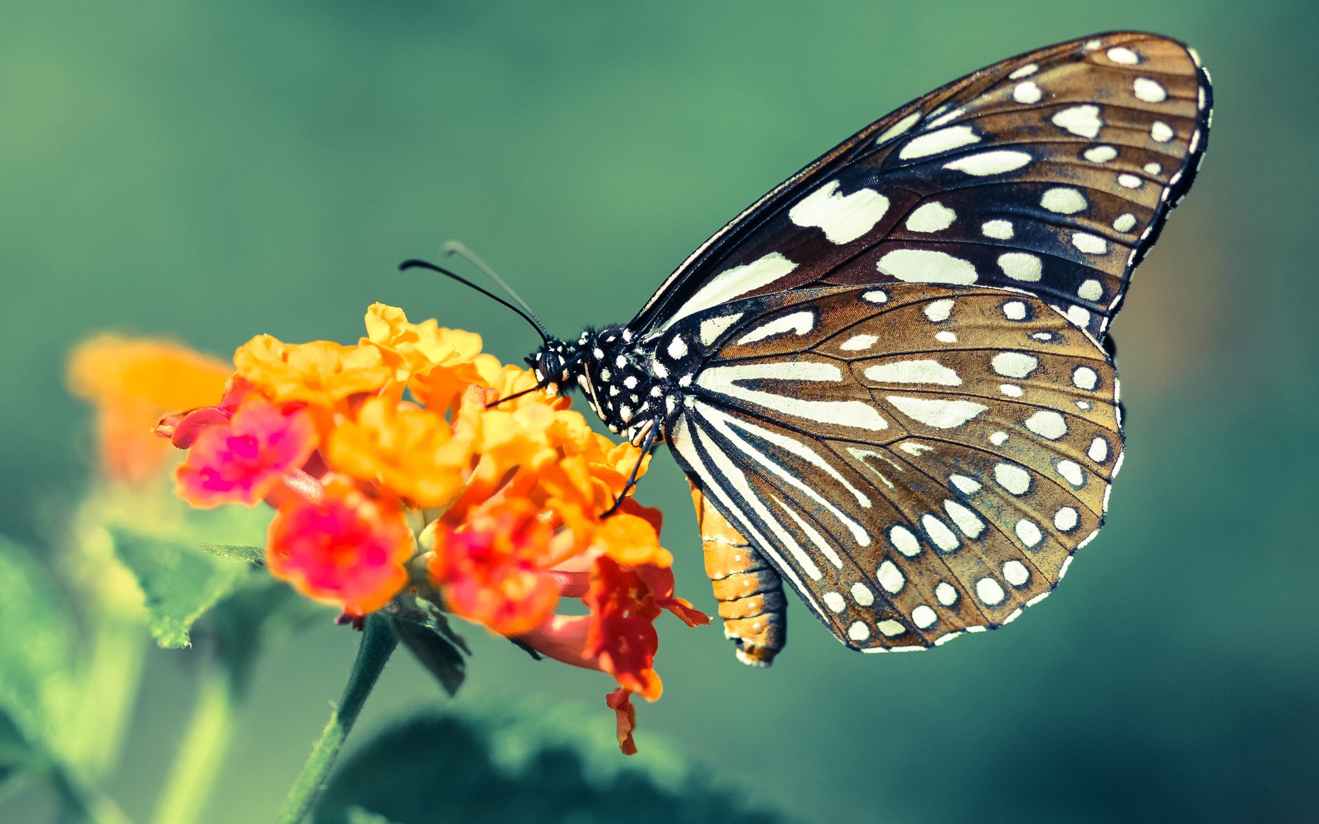 黄鸭破浪,绝境时刻如何撕碎法国人的冠军梦