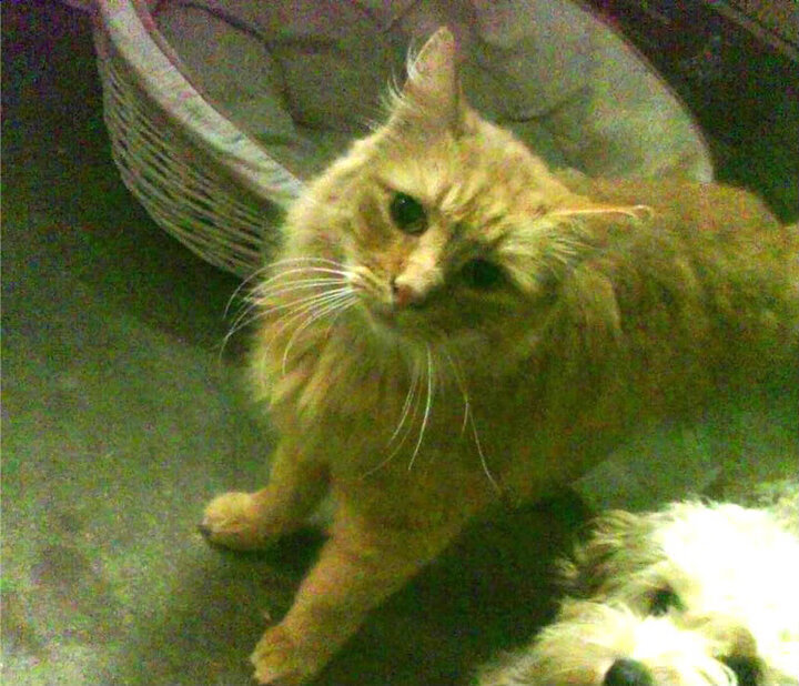 当红色闪电注入蓝色狂想,勒克莱尔率雷诺梦之队技术碾压,索伯何去何从?