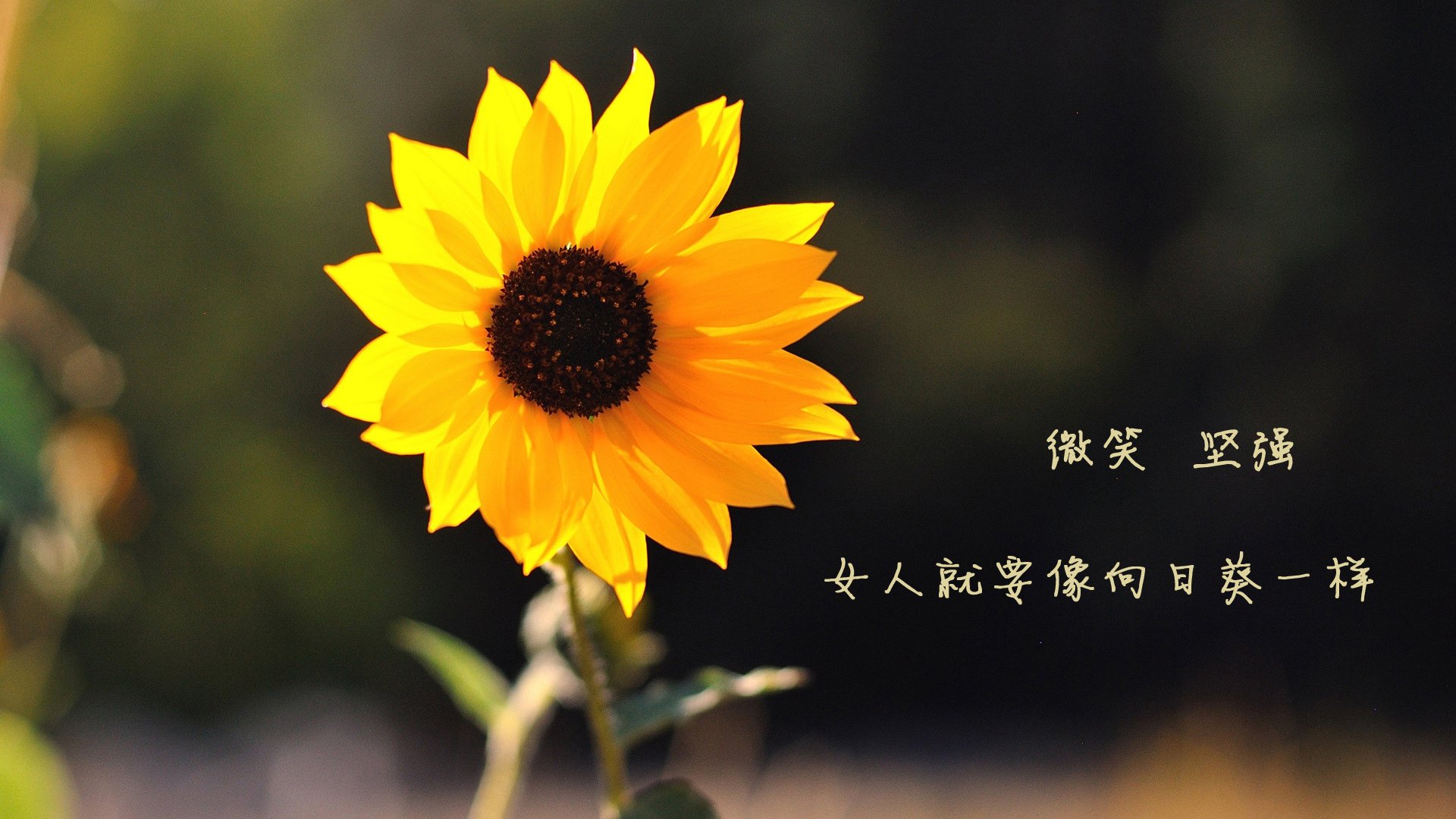 绝境擎旗!辛杜独砍24分率中国女排逆转印尼