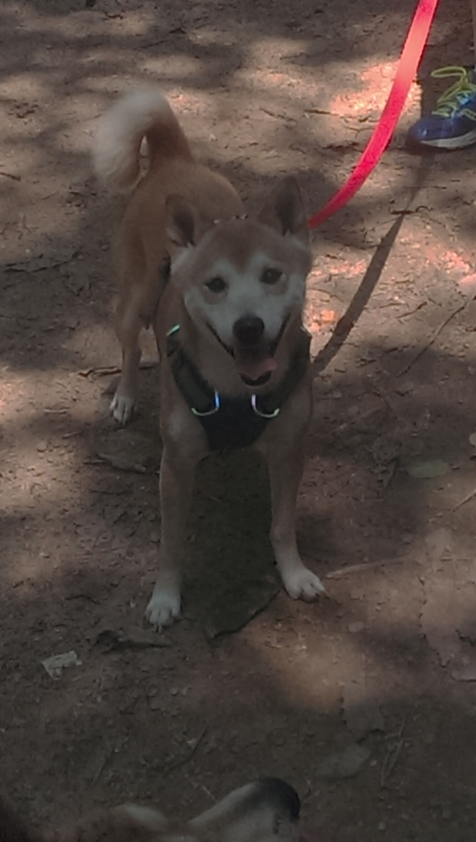 当赛道变成球场，活塞引擎轰鸣下的唯一性胜利