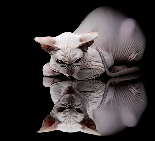 灰熊凶爪撕裂浙江防线，塔图姆致命一击定乾坤