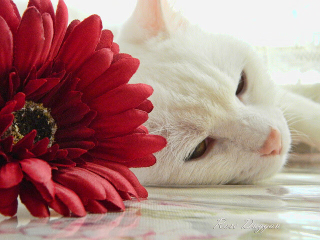 悍将躯壳下的诗人灵魂,萨内如何在对阵几内亚时呈现战术教科书