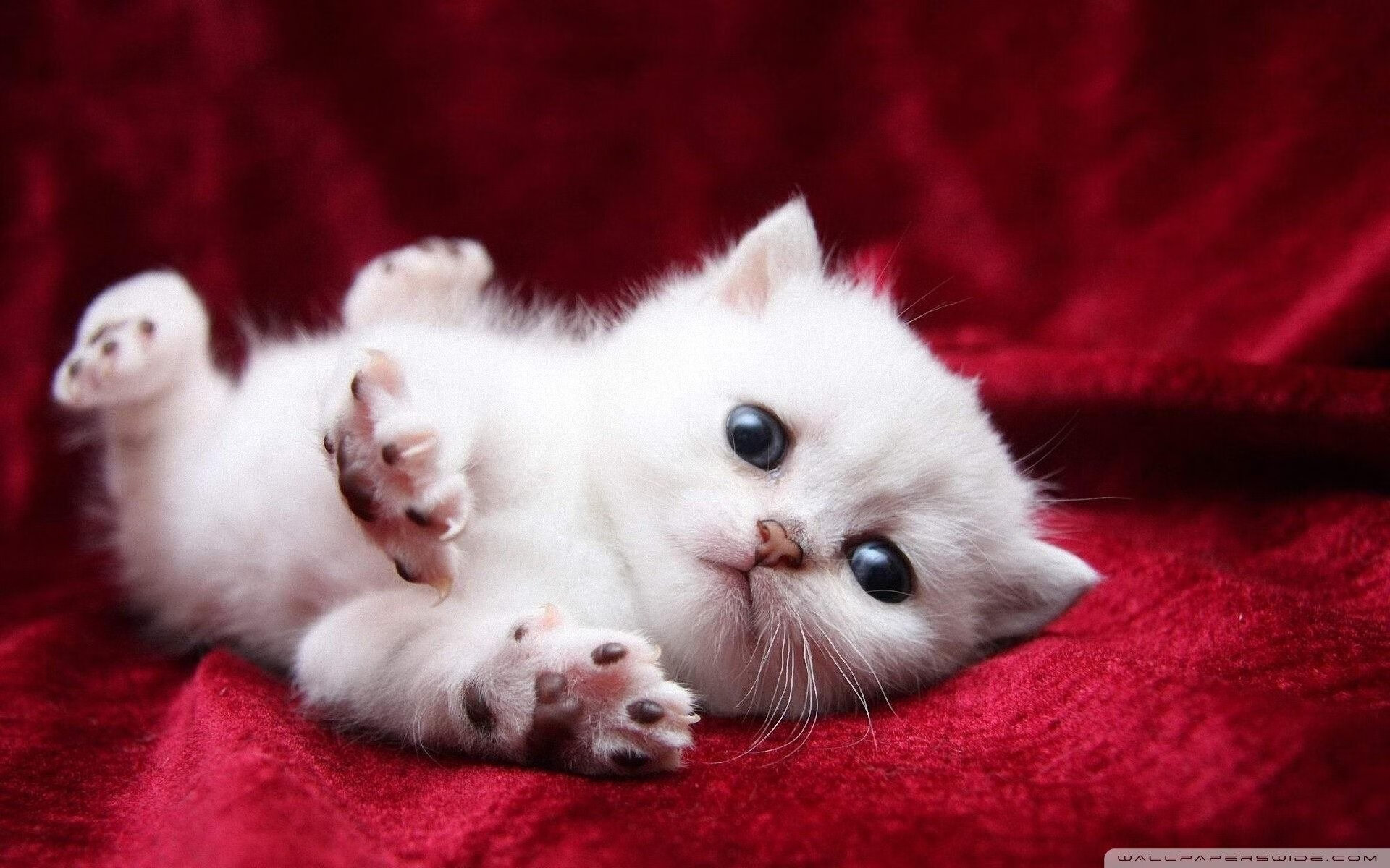 范弗利特一剑封喉，尼克斯铁血防线铸就骑士终章