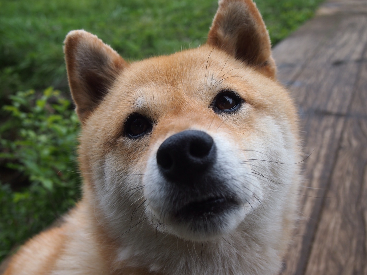 黑夜之声，阿劳霍的巨兽觉醒，改写英超秩序