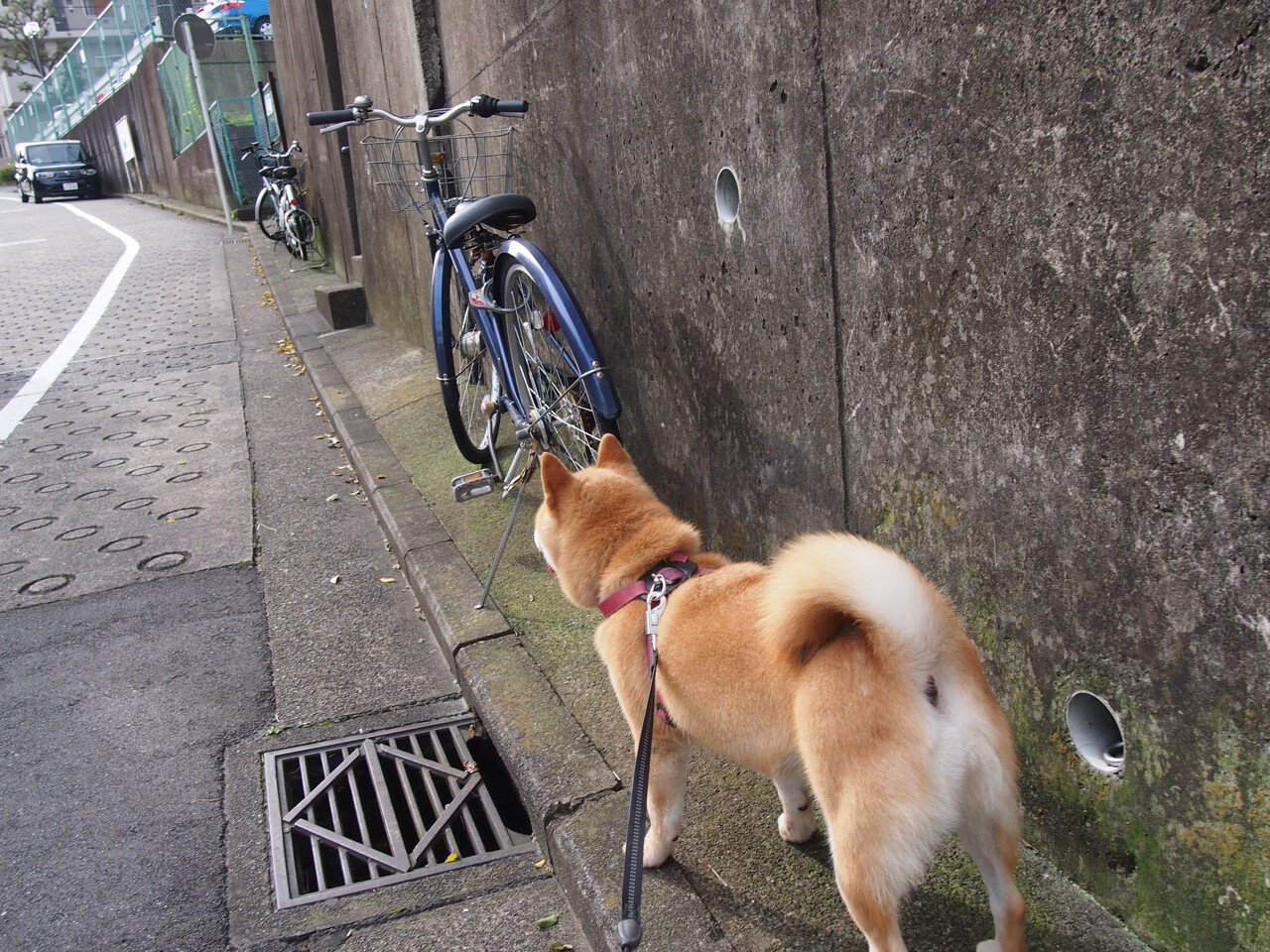 当沙特足球在欧冠午夜场起舞，格列兹曼正用篮球谱写东决狂想曲