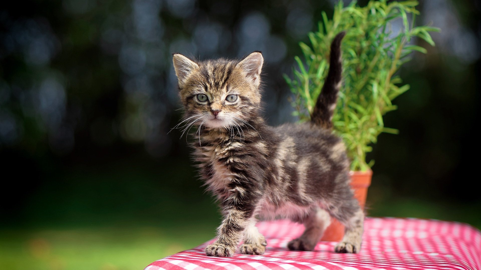 星月破晓温布利黄昏，一场颠覆足球地理的欧冠史诗