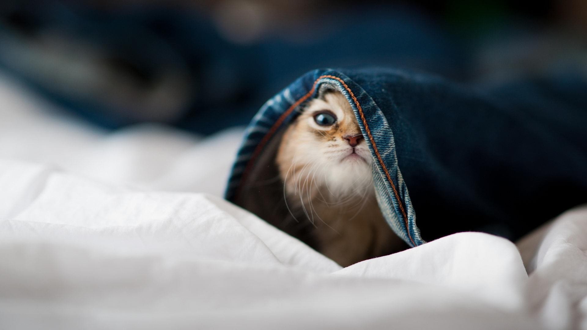 星月破晓温布利黄昏，一场颠覆足球地理的欧冠史诗