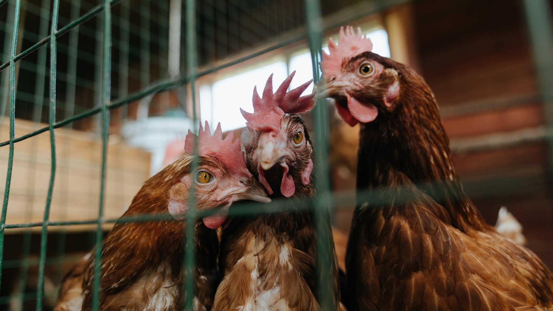 破界，血肉苦弱，钢铁纪元 世界排名争夺战之夜与锡安的硬仗王冠