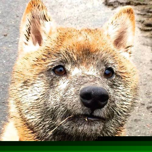 跨界封神,当哈兰德踏进西决生死战的篮球场