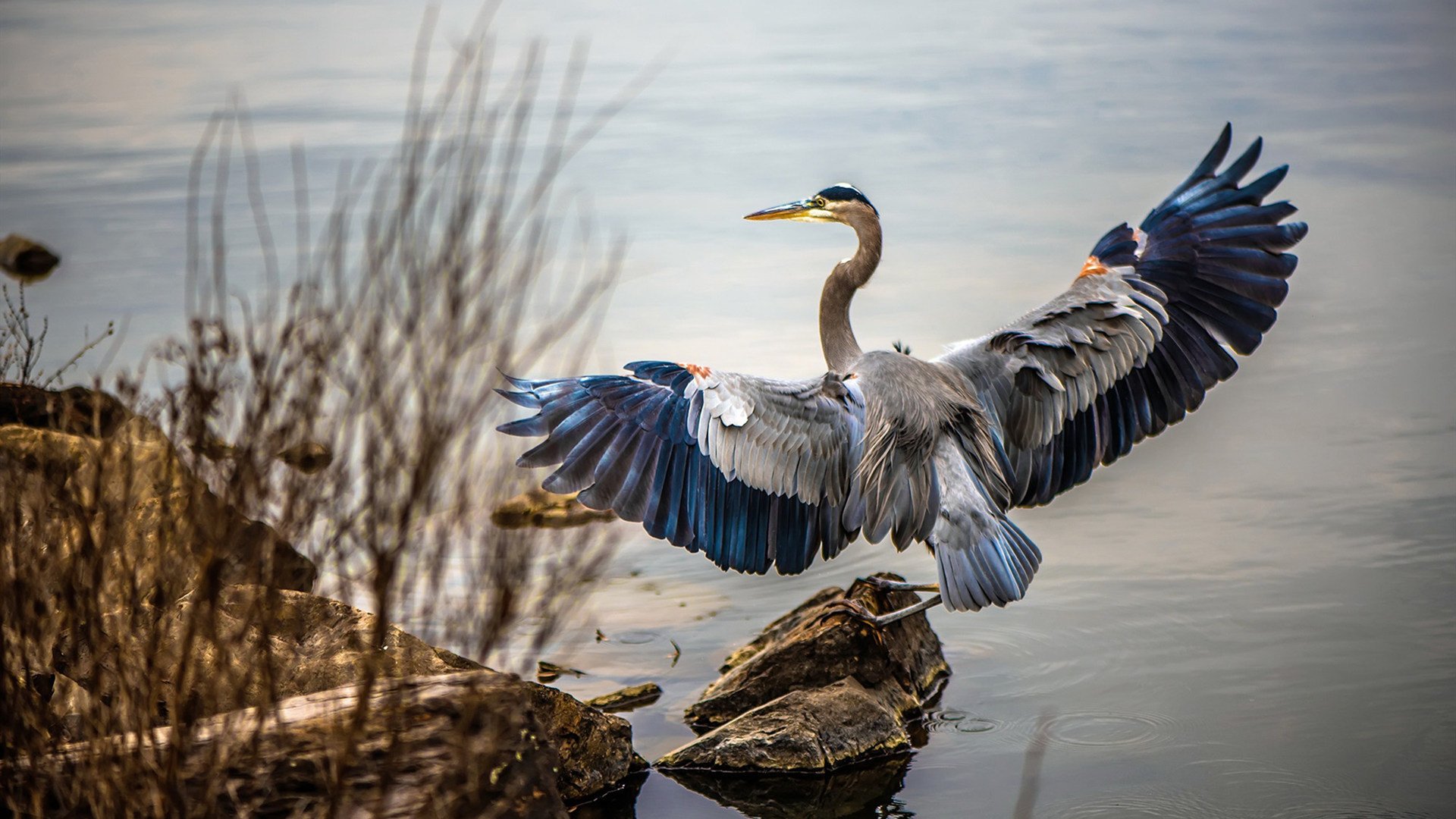 冰与火之歌，库尔图瓦的冷静艺术与洪都拉斯的爆裂革命