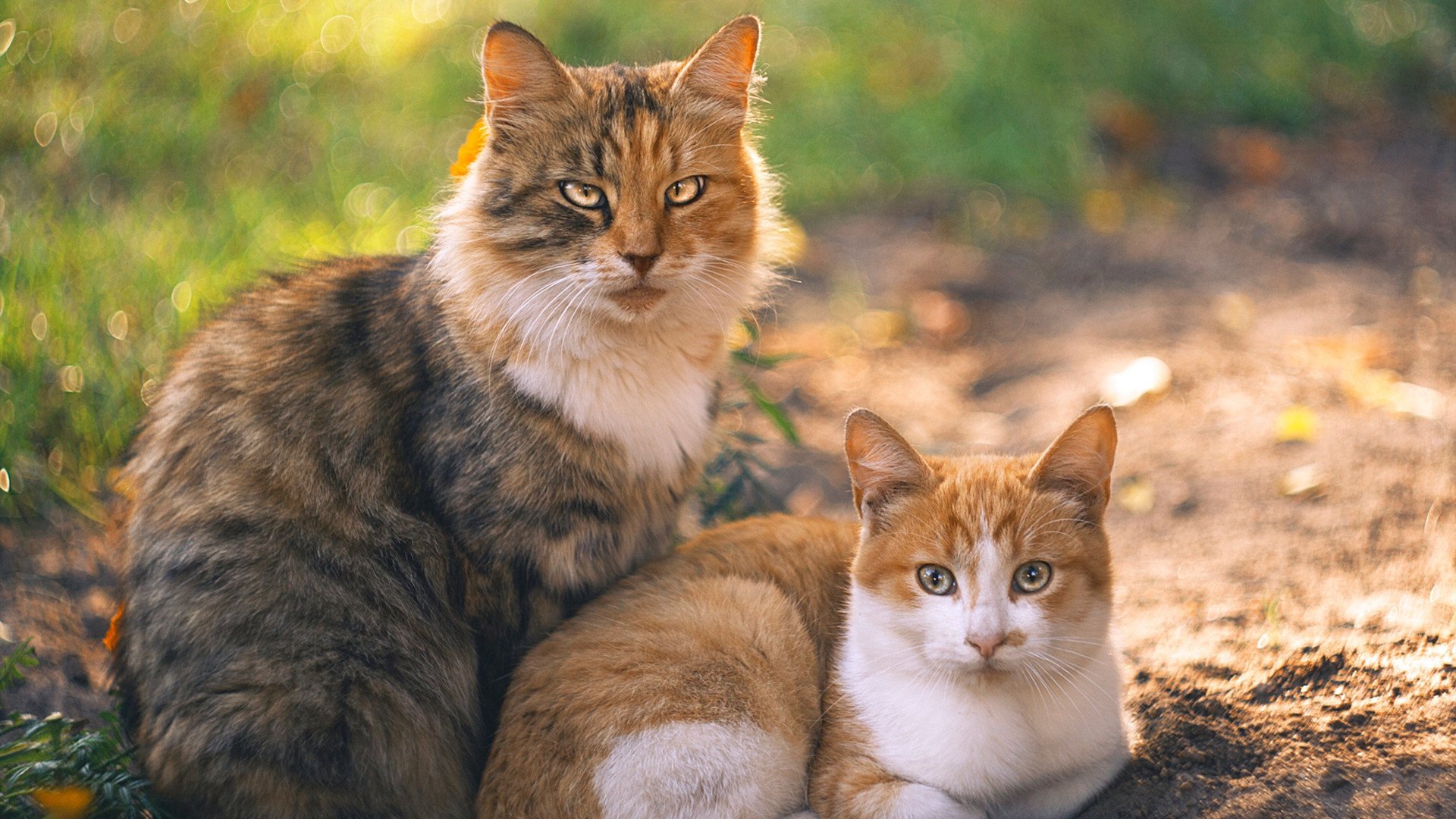 天穹倾覆之际，新王加冕时—哈利伯顿的魔术师之夜