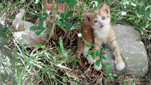 压力之子！凯塞多重炮定乾坤，切尔西怒吼冲垮雷恩