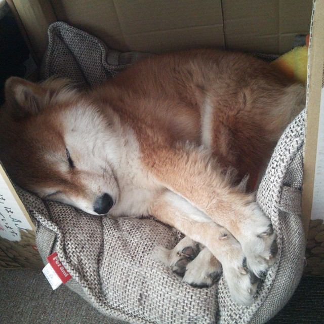 北境孤狼，小贾伦以肩为桥，扛起整片明尼苏达的寒夜