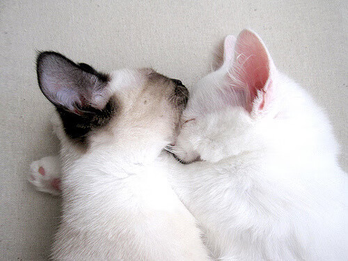 风驰电掣,天山脚下,新疆飞虎力擒卫冕冠军