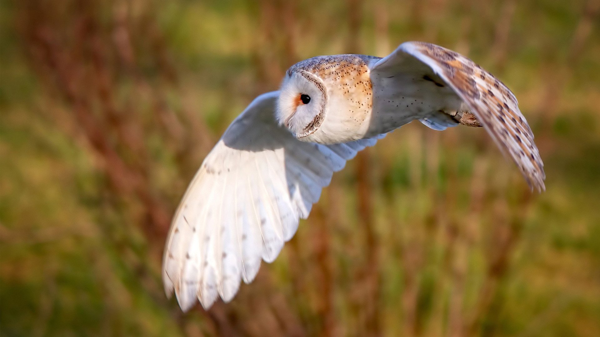 当南粤猛虎遇上北极狼群,库里临场借调助广东队梦幻取胜