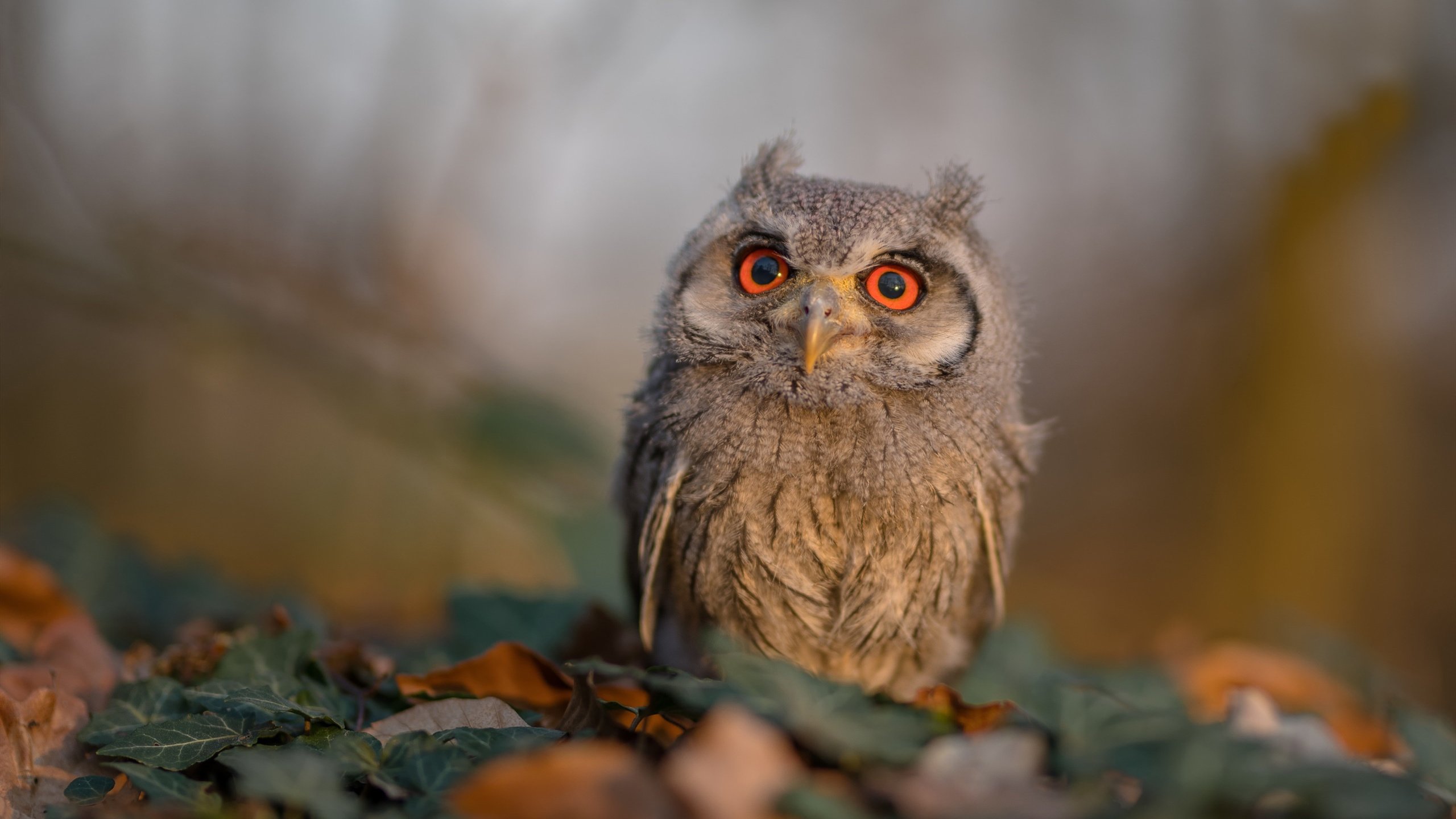 戈贝尔的杀戮之夜,年度焦点战中的持续统治