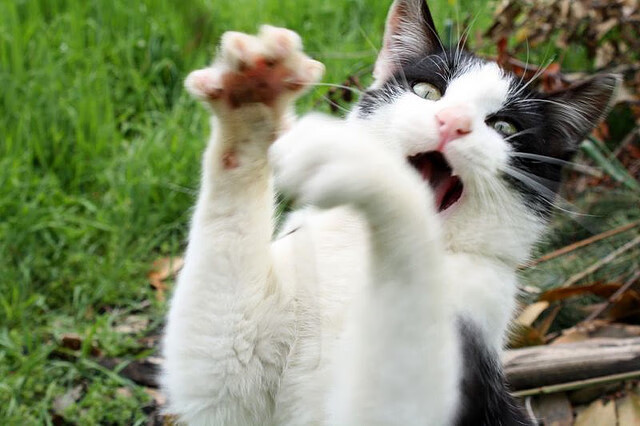 当鹈鹕终结悬念遇上霍勒迪接管比赛，体育世界里的关键时刻掌控者