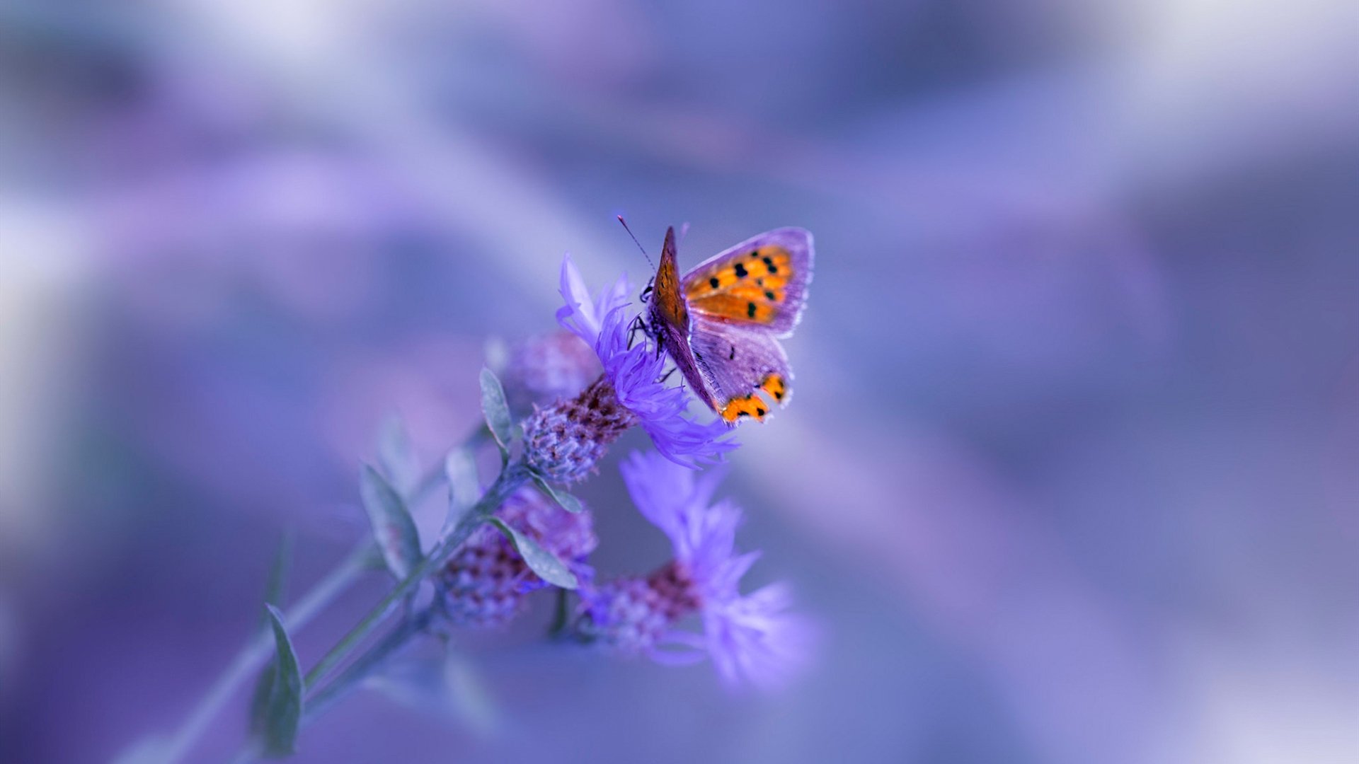 绿茵场上的双重奏,苏格兰轻取西班牙与马丁内利的冠军级启示