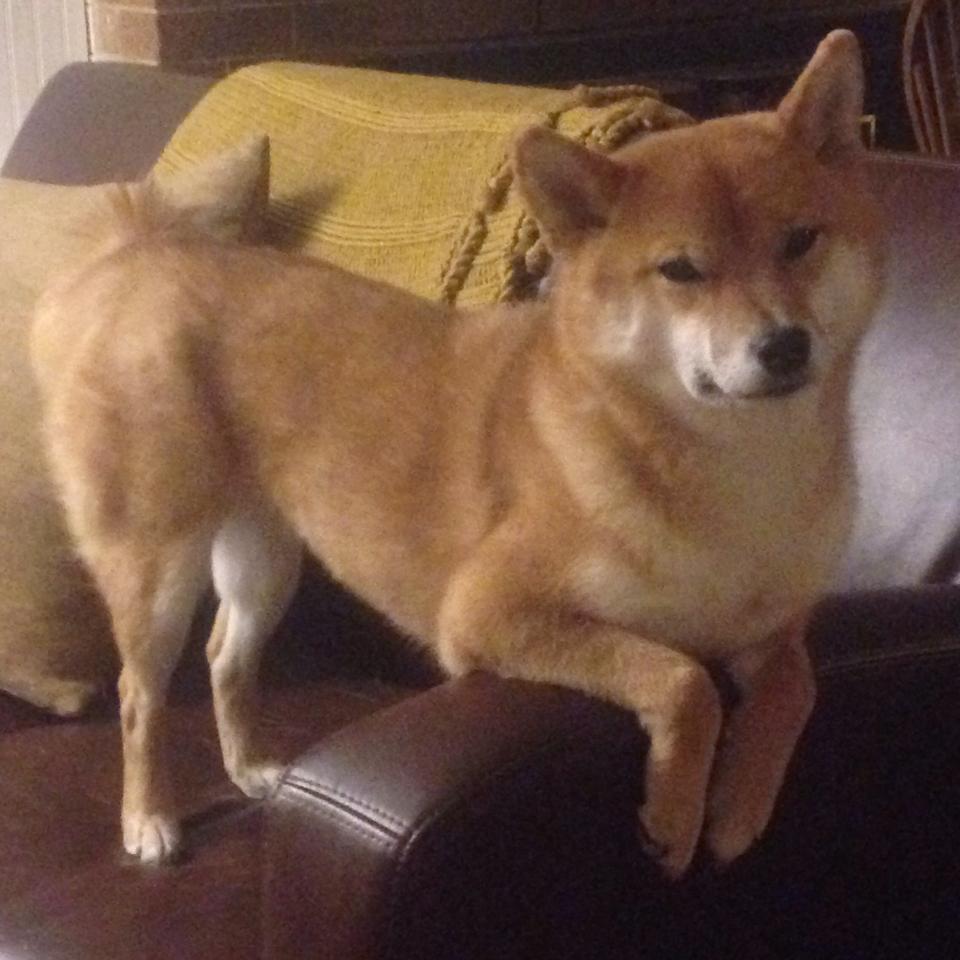 麦迪逊花园独舞,米切尔的天光破云之击