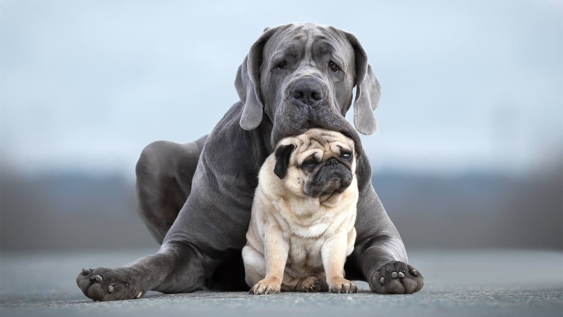节奏对决,NBA季后赛的荷兰式控场与洪都拉斯的自由奔放