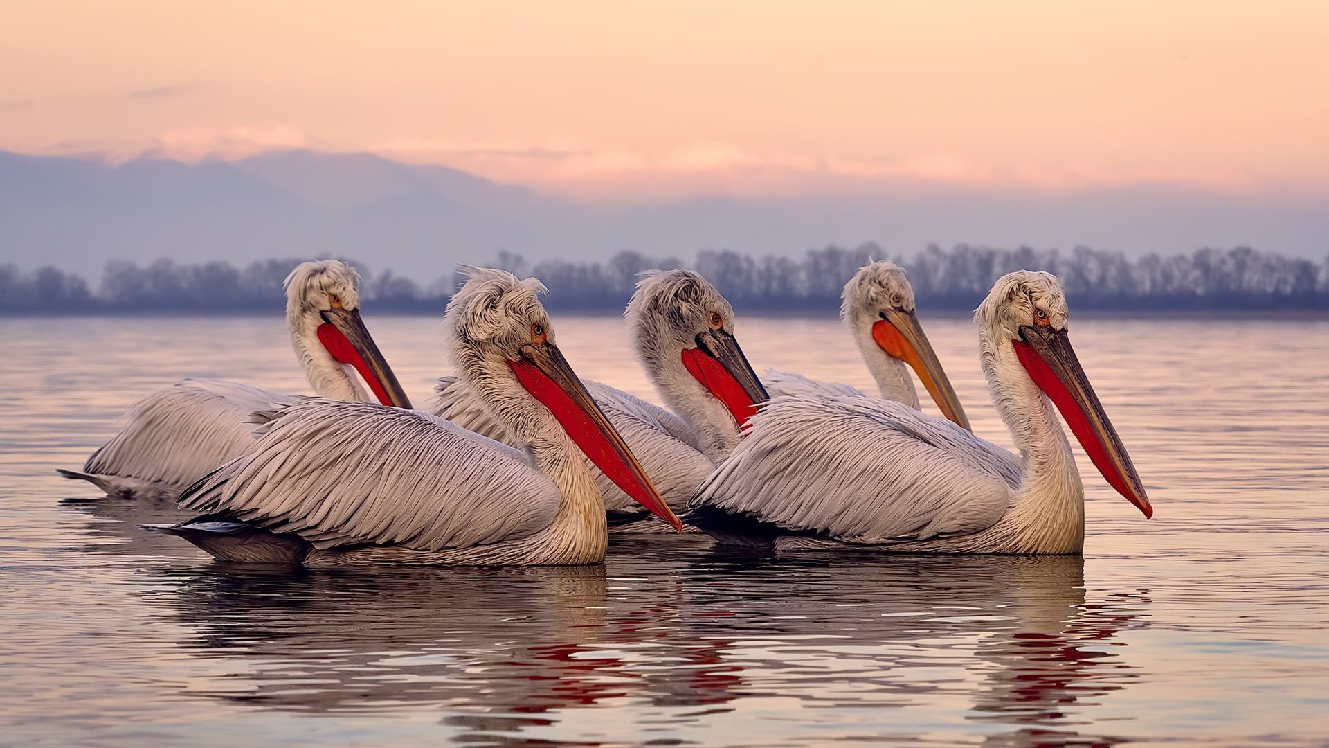 双重证明,斯通斯以稳定回应质疑,摩洛哥用绝杀书写历史