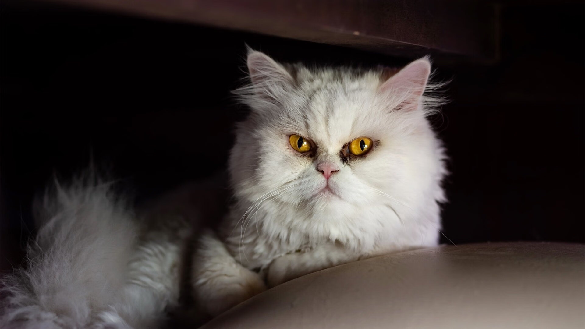 圣城斩铁骑,欧文独舞定乾坤