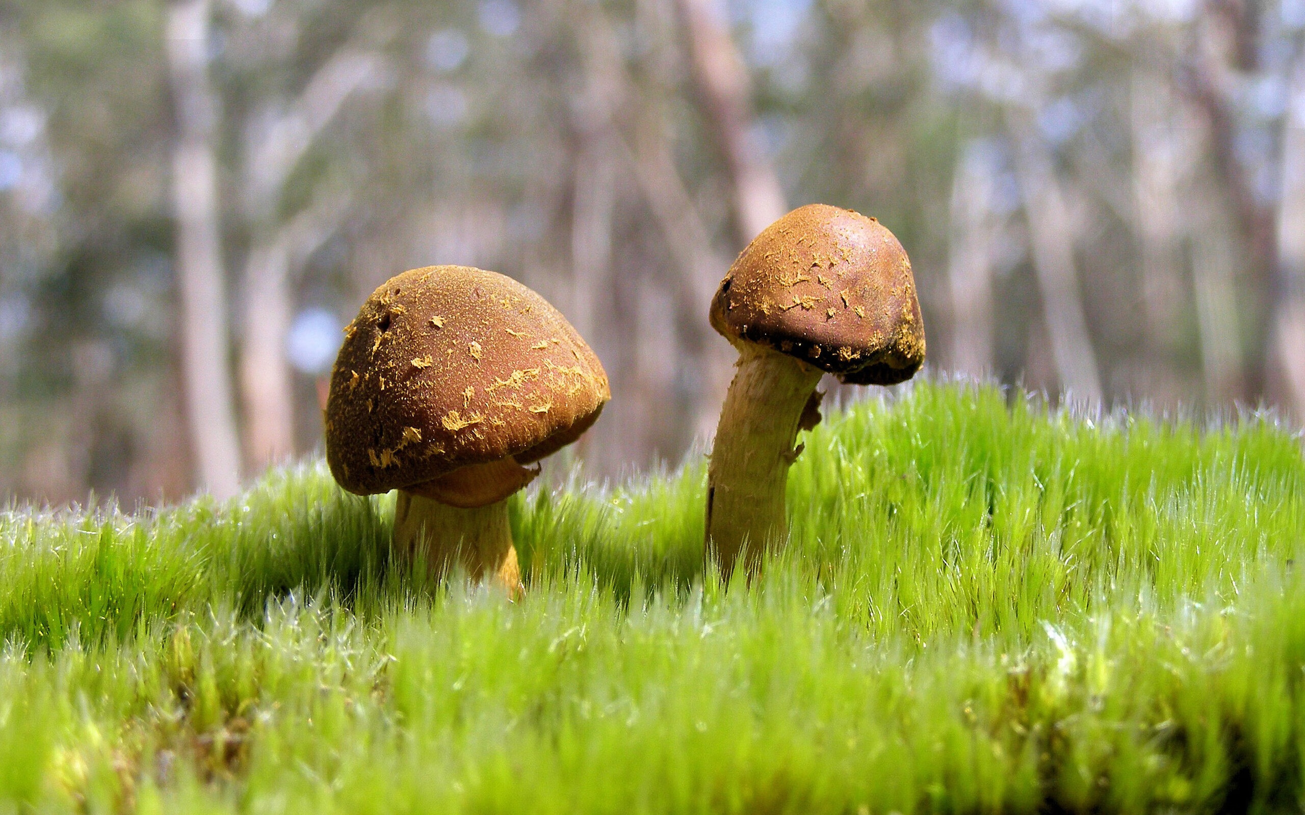 征服,从玻利维亚高原到欧洲殿堂