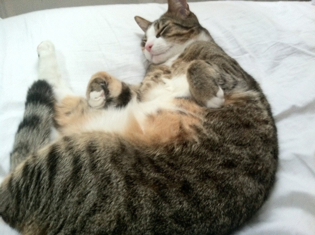 铁蹄之下,纽约铁军冲垮布鲁克林天空