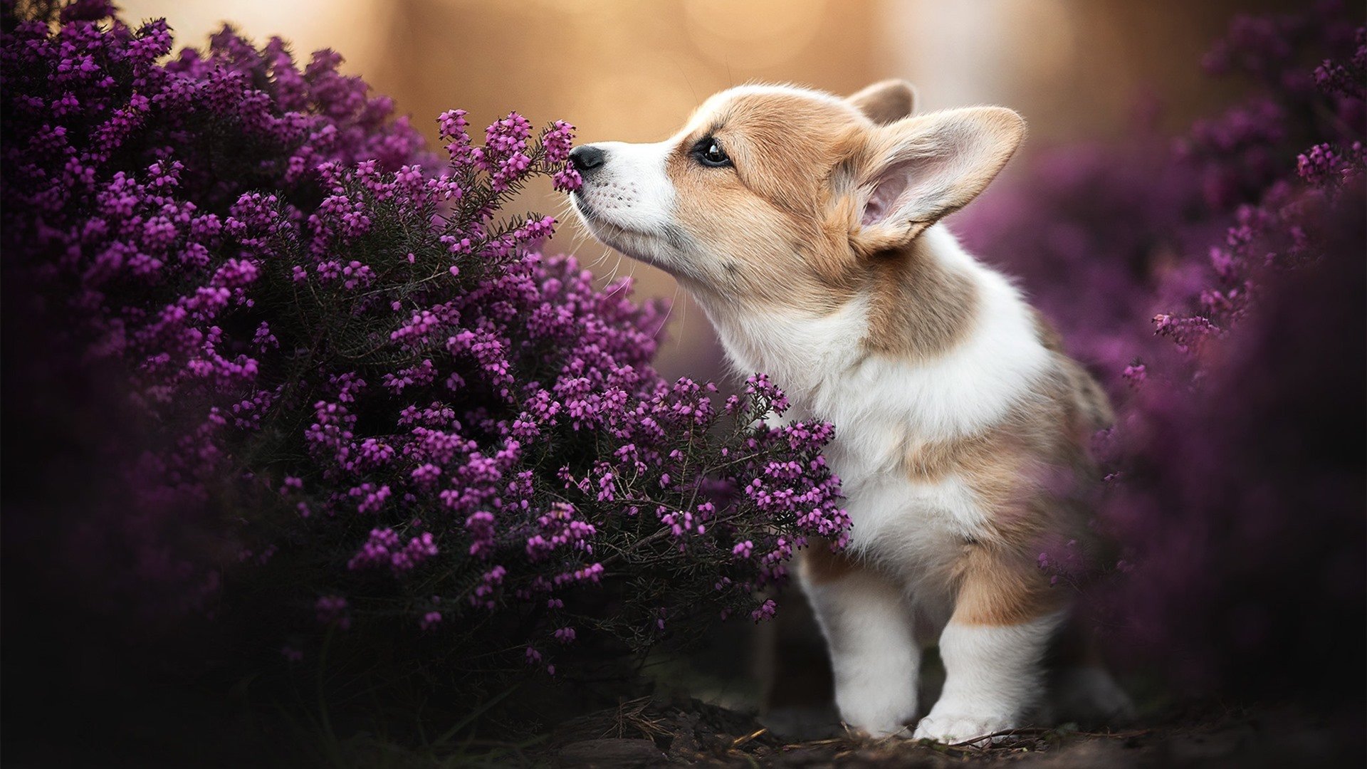 黑马踏碎神话,这支东北虎用三秒钟撕毁了整个剧本