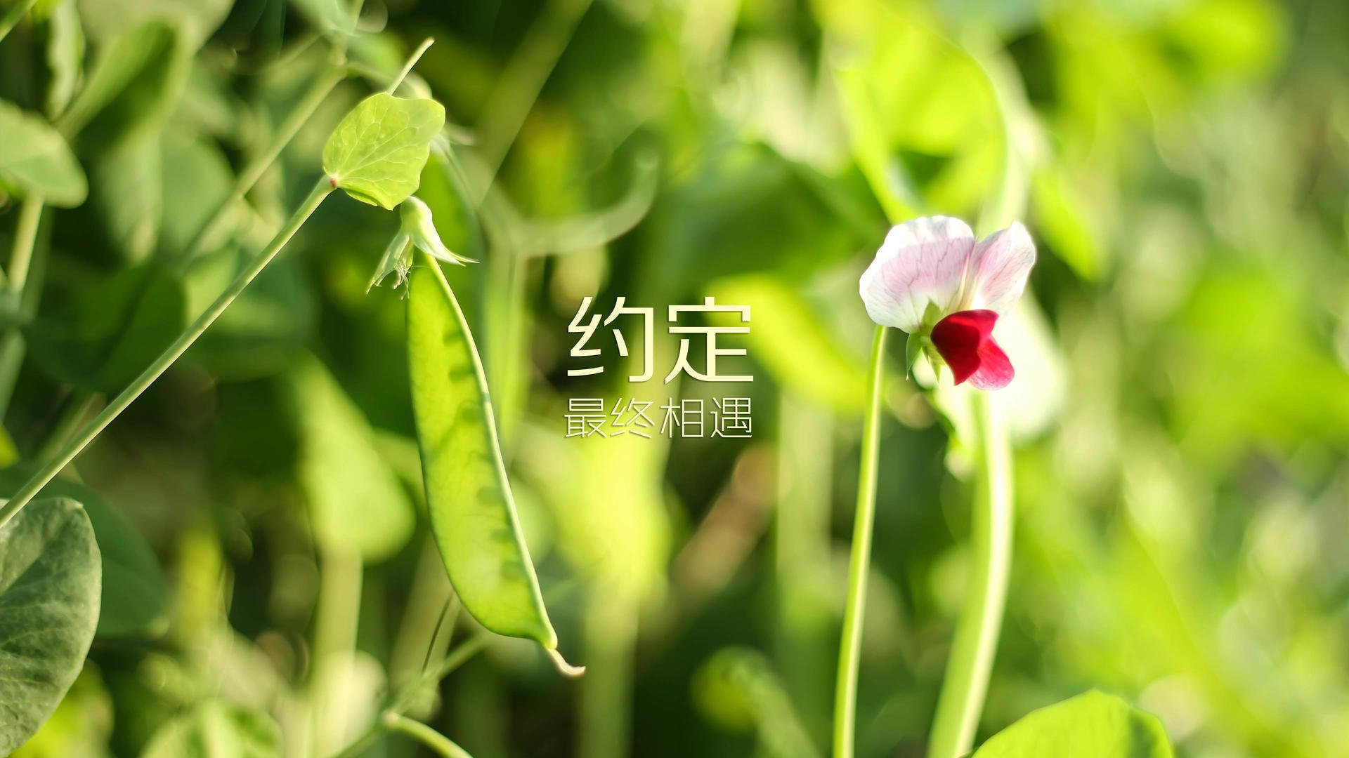 （备选）