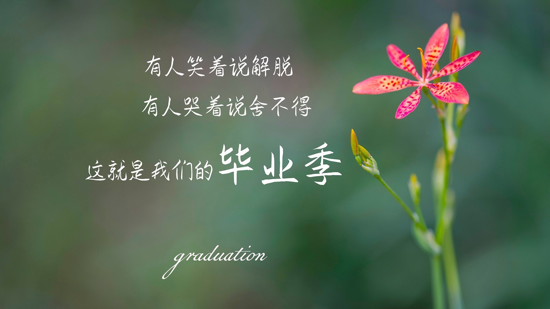 绝境之焰—世界杯生死战中，巴西逆转伊朗，塔雷米的致命一击改写命运