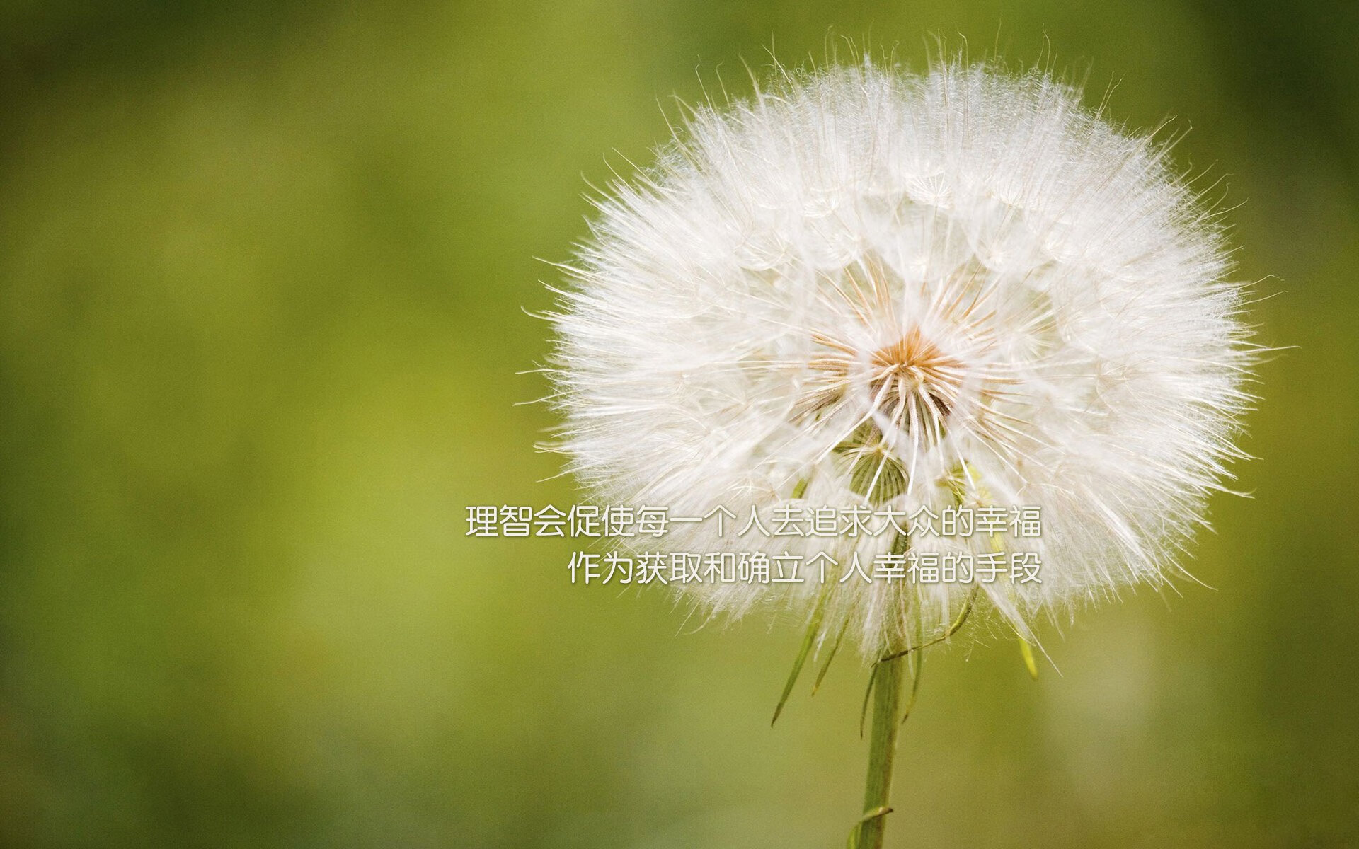 唯一的天平，当斯洛伐克的钢铁撞上巴西的火焰，努涅斯用唯一一次闪烁定义2026